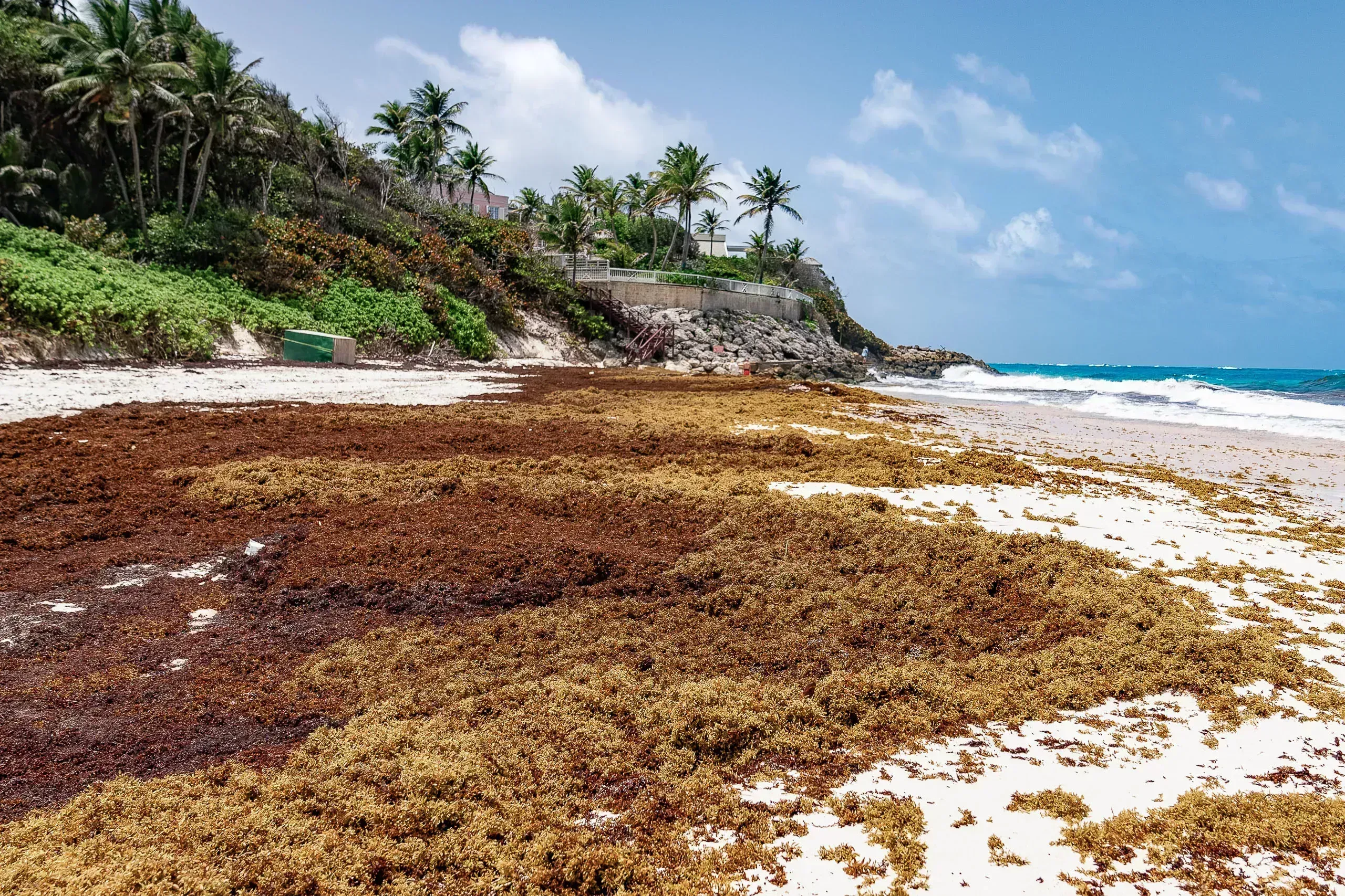 A Brown Tide of Sargassum Is Causing Havoc in Barbados Pulitzer Center